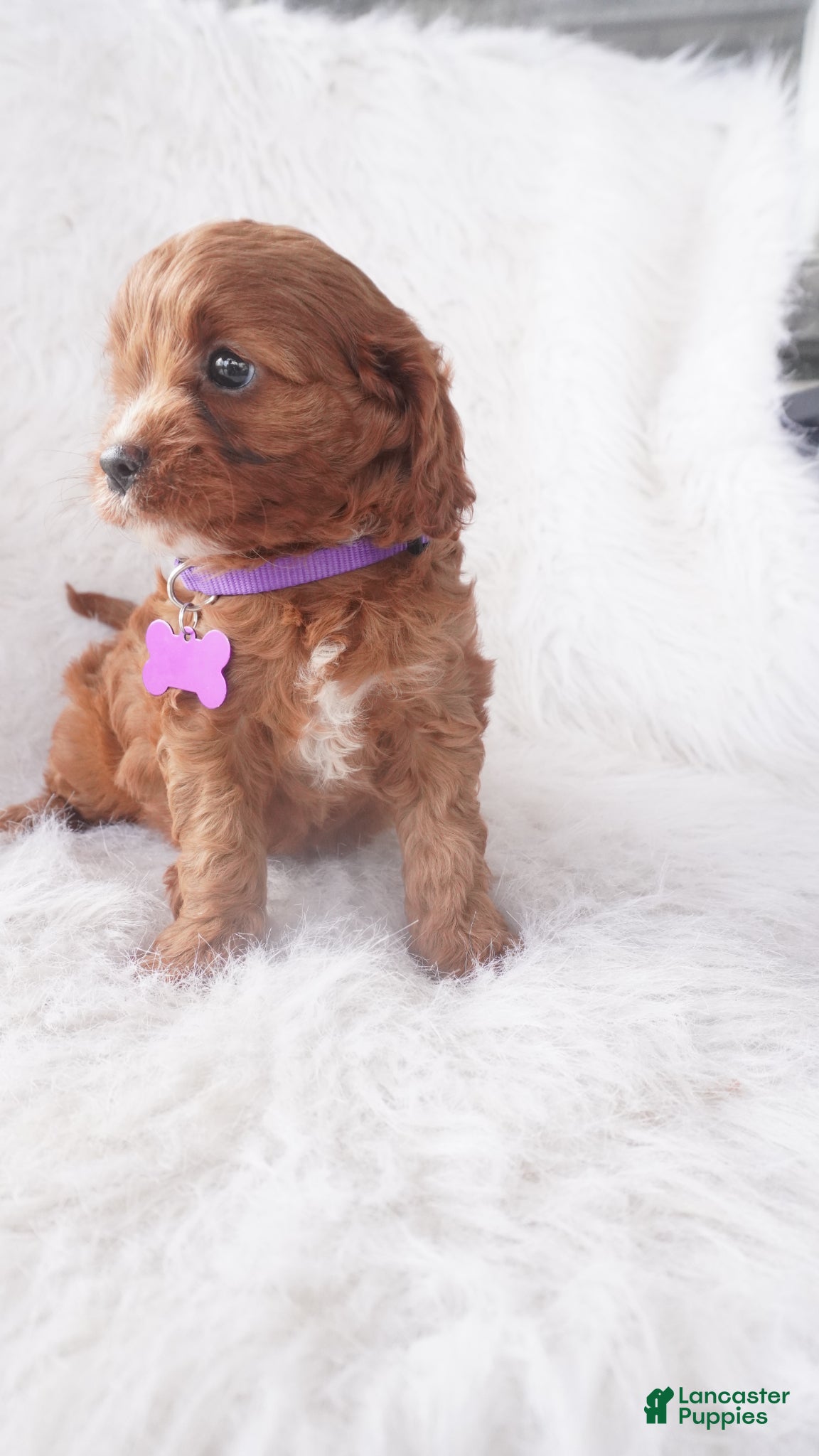 Cavapoo dogs Jody  - Ad 2