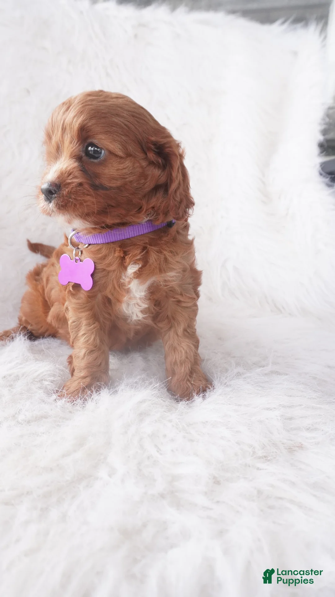 Cavapoo dogs for sale: Jody  - Ad 2