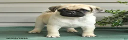 Pug dogs for sale: Smokey - Ad 2