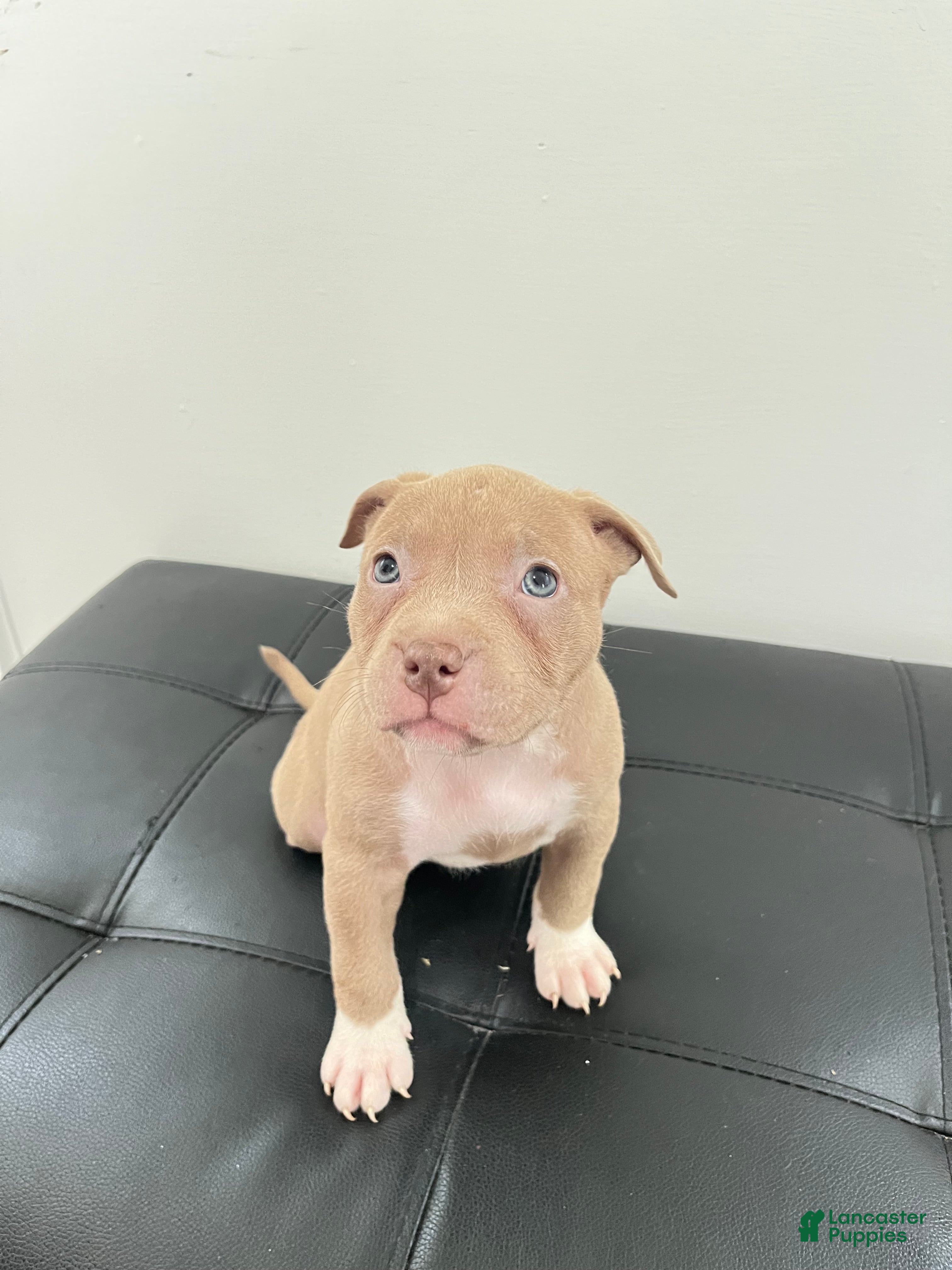 American Bully dogs American Bully 7 - Ad 13