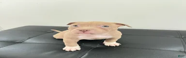 American Bully 7