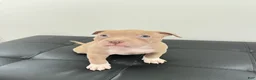American Bully dogs for sale: American Bully 7 - Ad 1