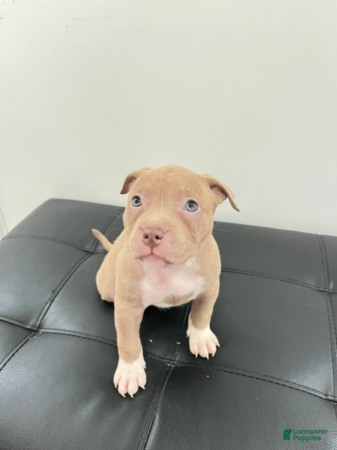 American Bully dogs for sale: American Bully 7 - Ad 1