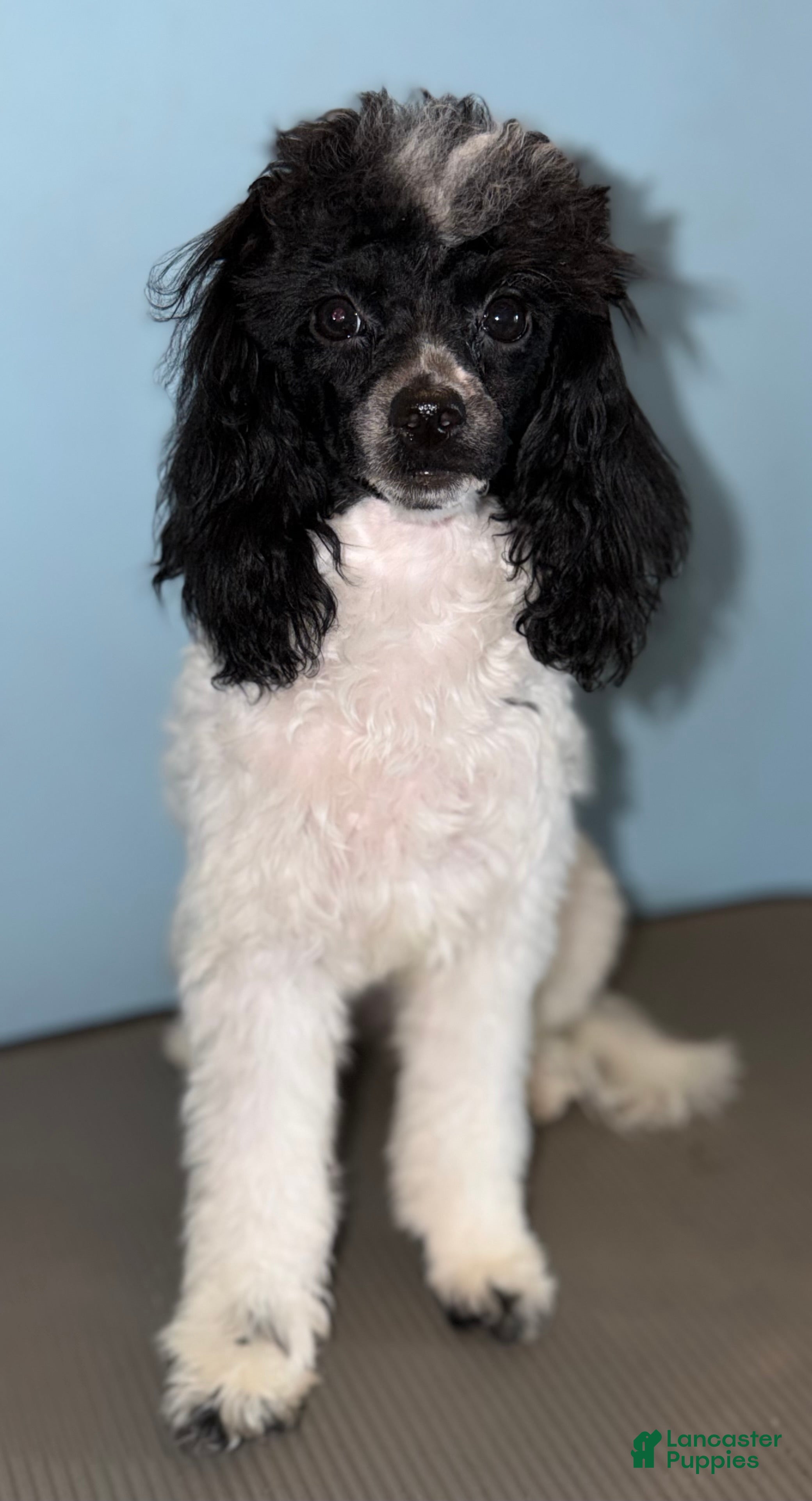 Toy Poodle dogs Storm - Ad 1
