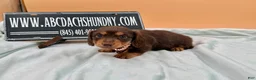 Miniature Dachshund dogs for sale: Champion Russian line - Ad 8
