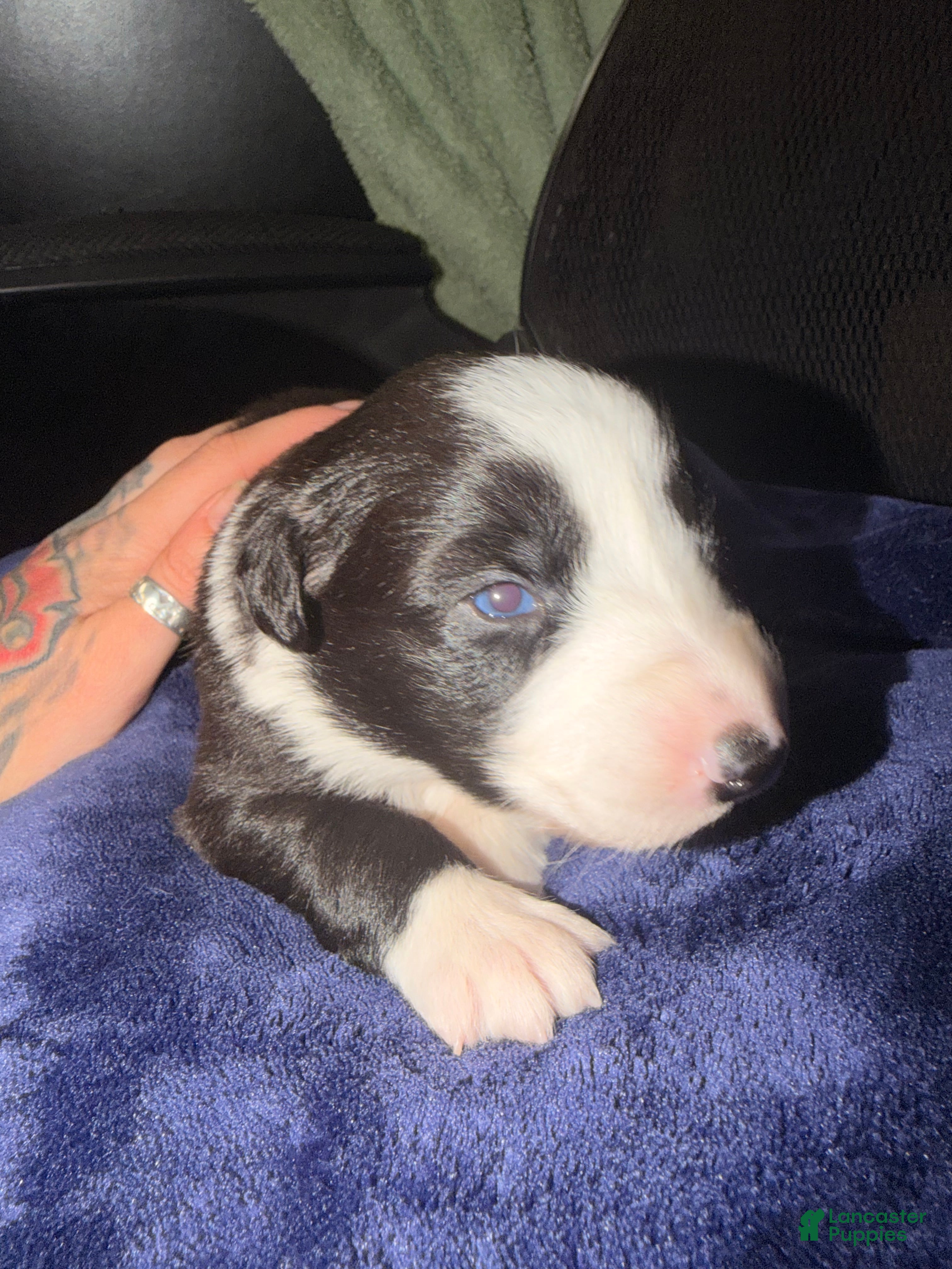 Australian Shepherd dogs Australian Shepherd Puppy - Georgia  - Ad 19