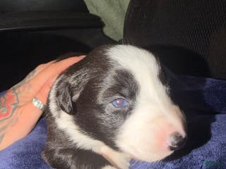 Australian Shepherd dogs Australian Shepherd Puppy - Georgia - Ad 19