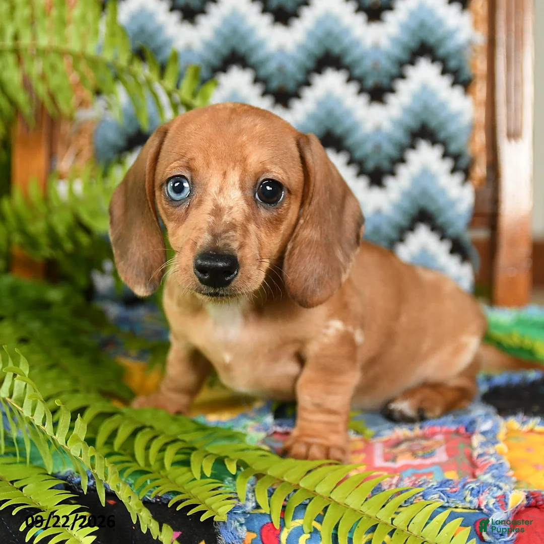 Miniature Dachshund dogs for sale: Gretel - Ad 1