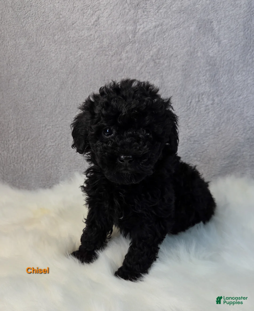 Miniature Poodle dogs for sale: Chisel  - Ad 6
