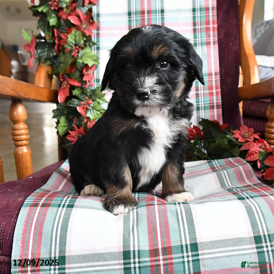 Bernedoodle dogs Chuck - Ad 4