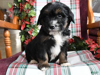 Bernedoodle dogs Chuck - Ad 24