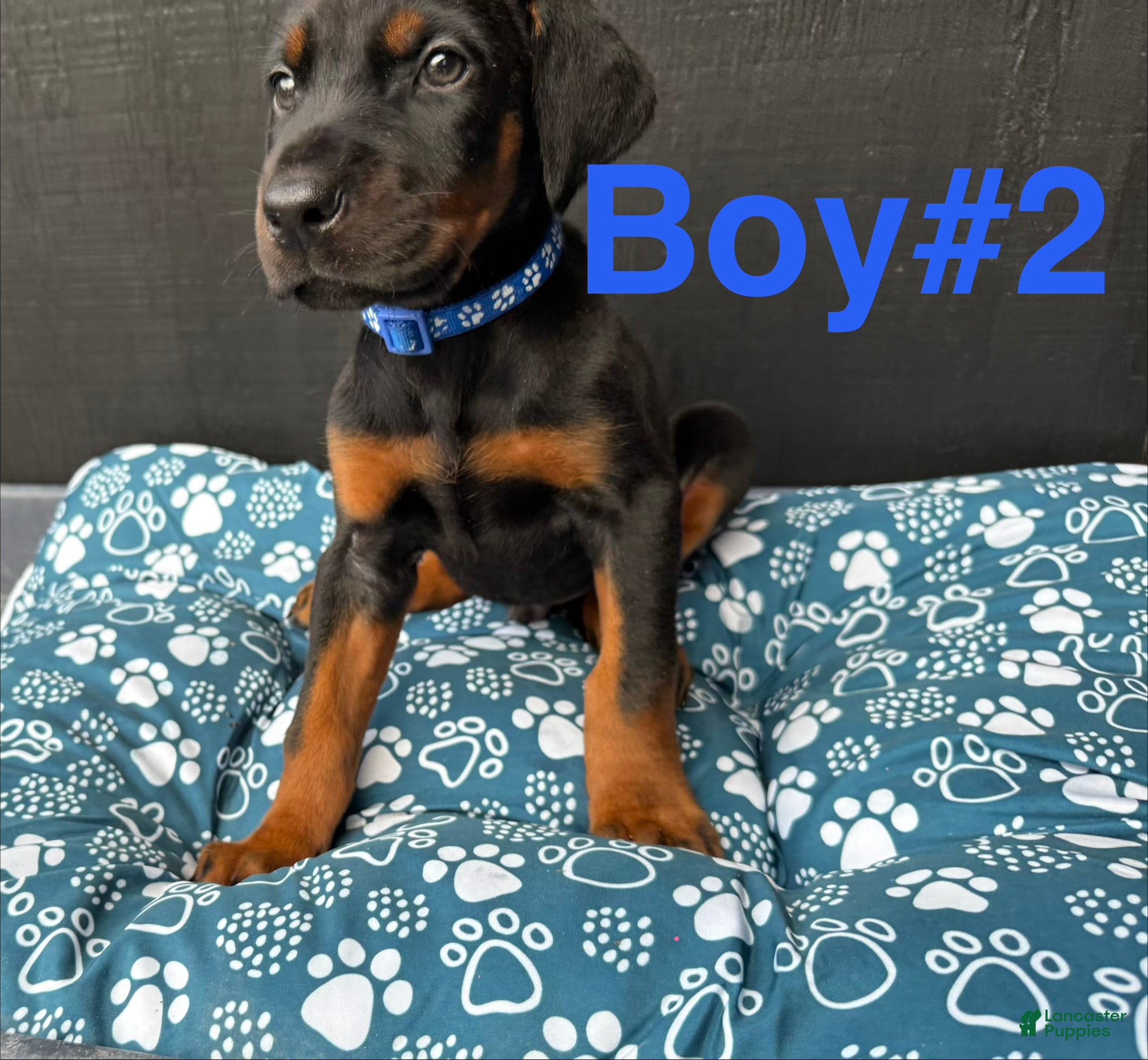 Doberman Pinscher dogs Doberman Pinscher Puppy 1 - Ad 2