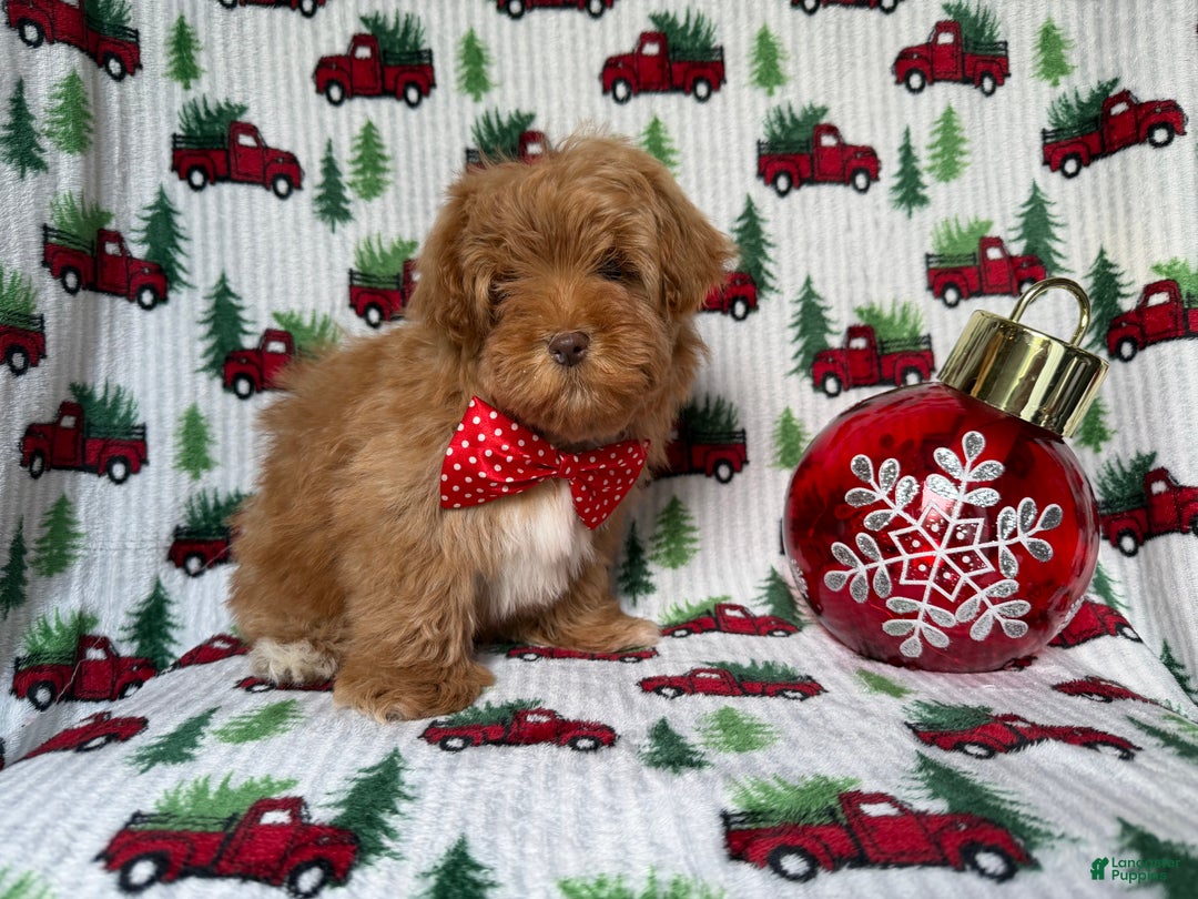 Lhasa Apso dogs for sale: Spud - Ad 4