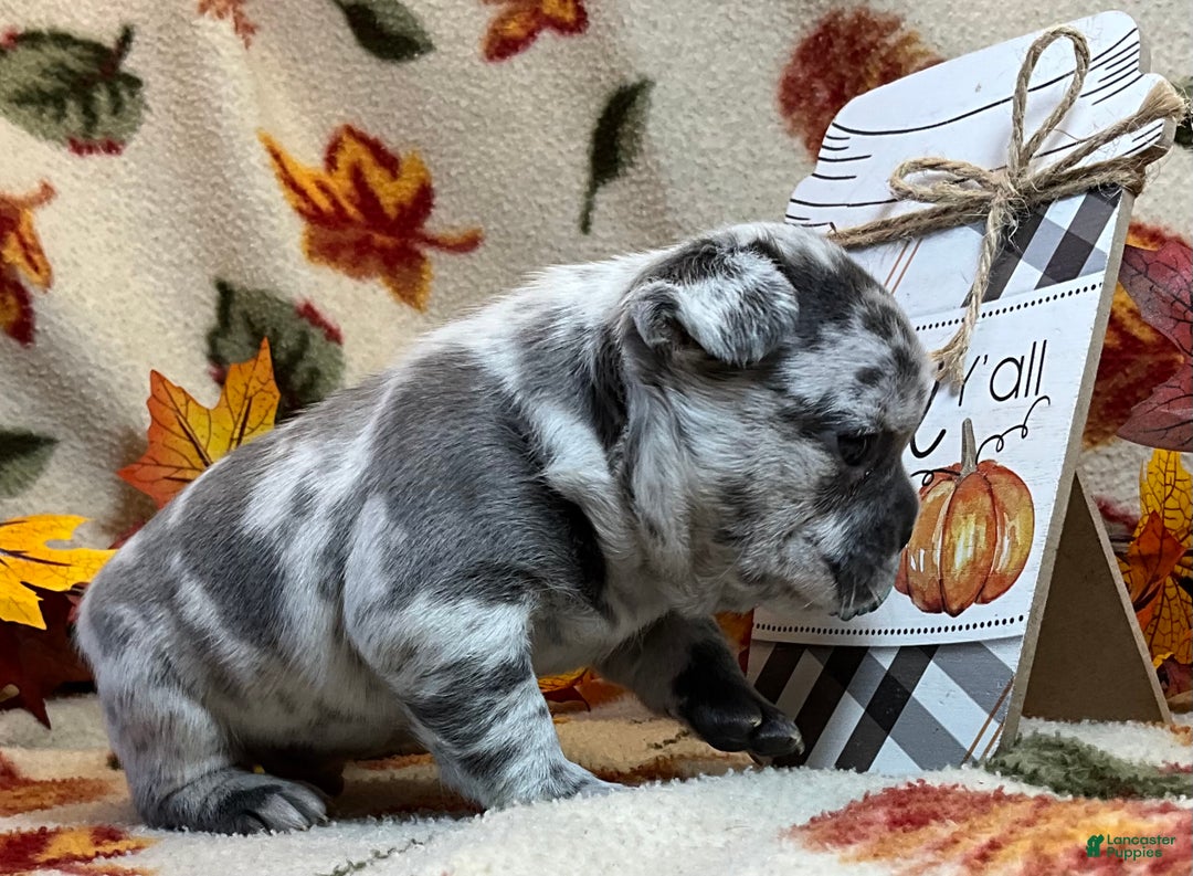 French Bulldog dogs for sale: Tracker - Ad 22