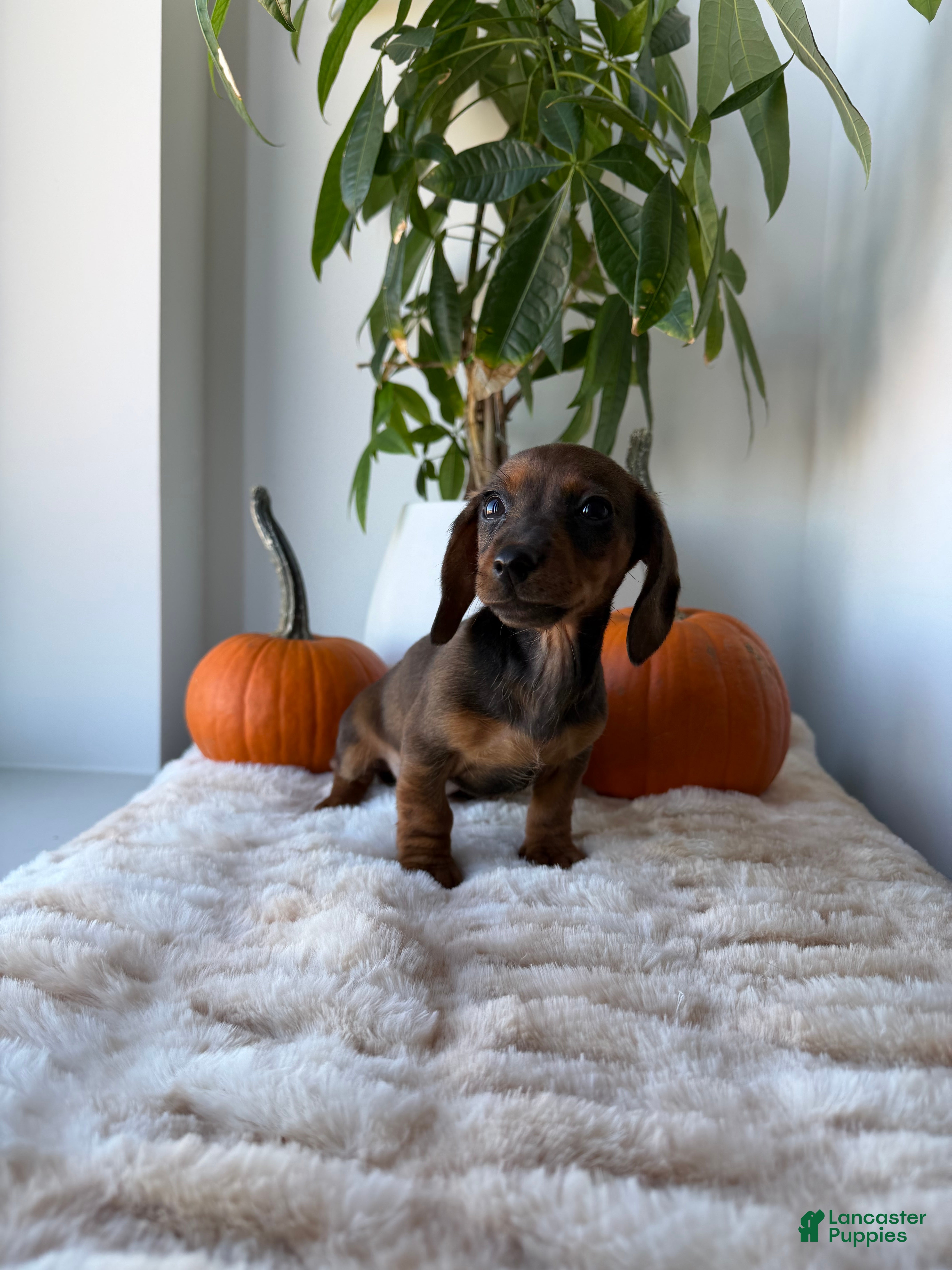 Miniature Dachshund dogs for sale: Cindy - Ad 1