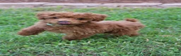 Toy Poodle dogs for sale: Toy Poodle Puppy 1 - Ad 1