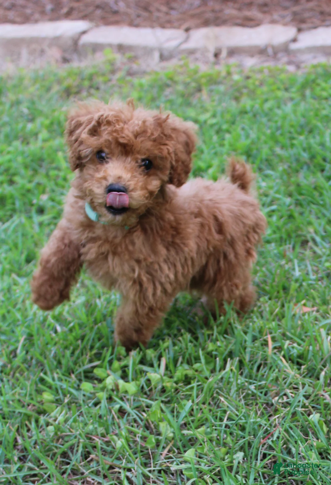 Toy Poodle dogs for sale: Toy Poodle Puppy 1 - Ad 1