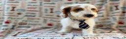 Cockapoo dogs for sale: Tony - Ad 6