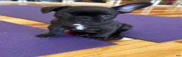 French Bulldog dogs for sale: Teal Aka Snuffy - Ad 2