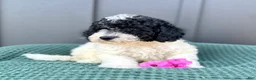 Mini Goldendoodle dogs for sale: SAILOR - Ad 8