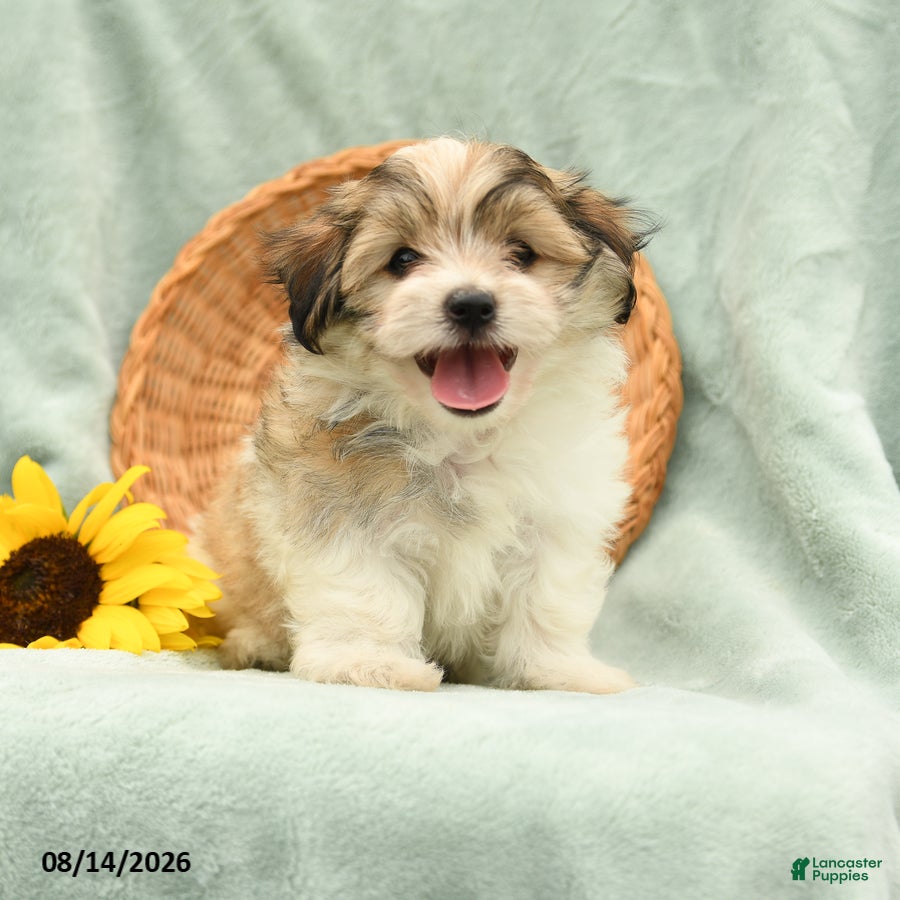 Havanese dogs Bingo - Ad 1