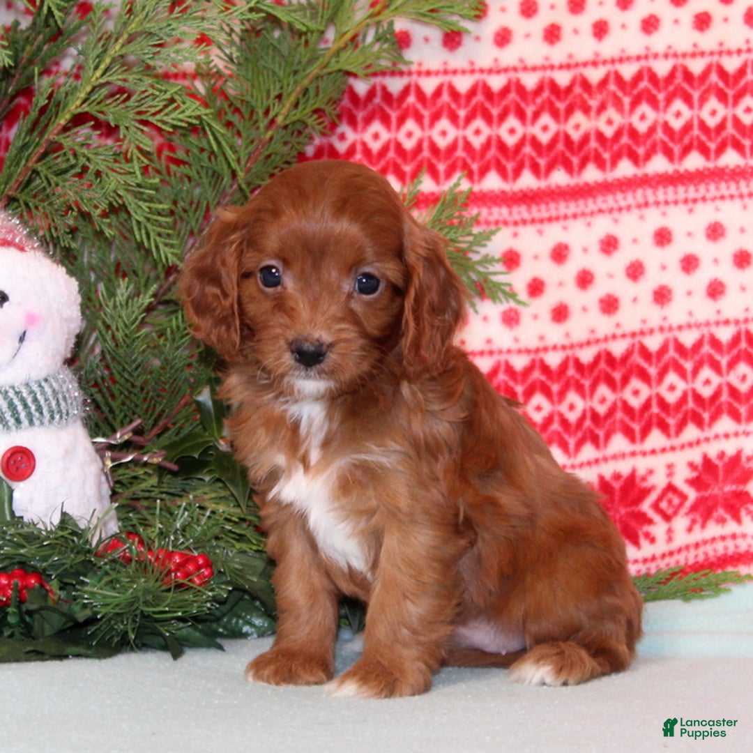 Cavapoo dogs for sale: Velvet - Ad 1