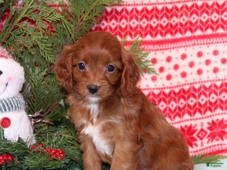 Cavapoo dogs Velvet - Ad 28