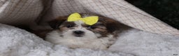 Shih Tzu dogs for sale: Norrie - Ad 11