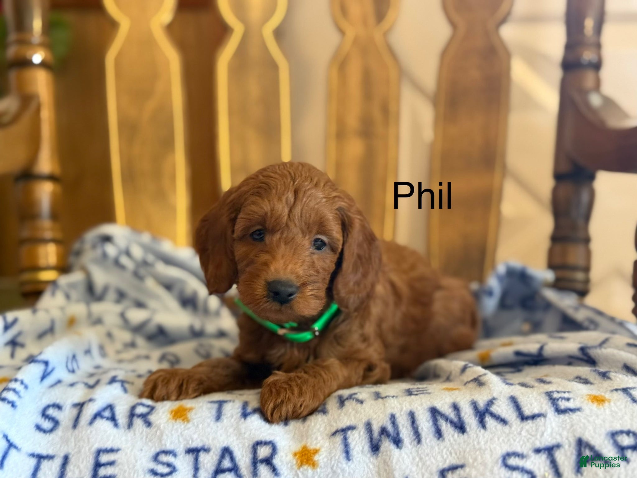 Cavapoo dogs Phil - Ad 17