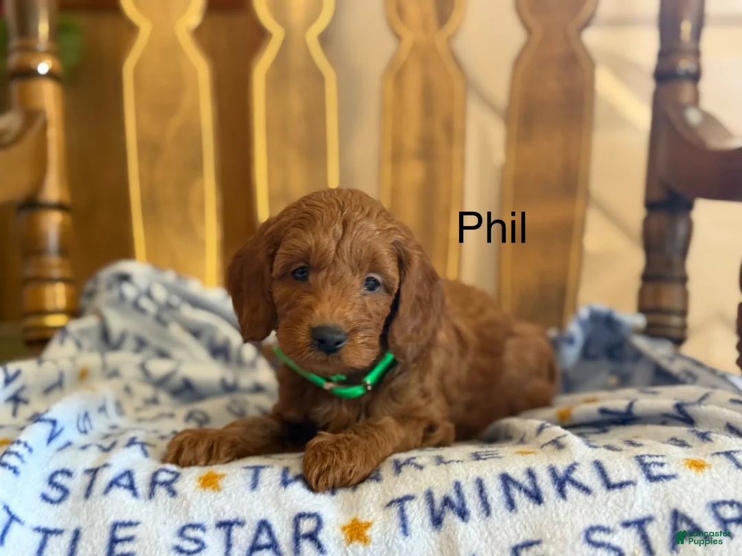 Cavapoo dogs for sale: Phil - Ad 1