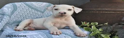 Mixed Breed dogs for sale: Cotton - Ad 2