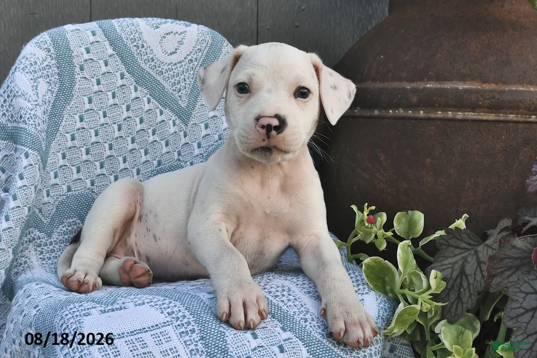Mixed Breed dogs for sale: Cotton - Ad 2