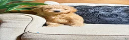 Cavapoo dogs for sale: Sadie  - Ad 1
