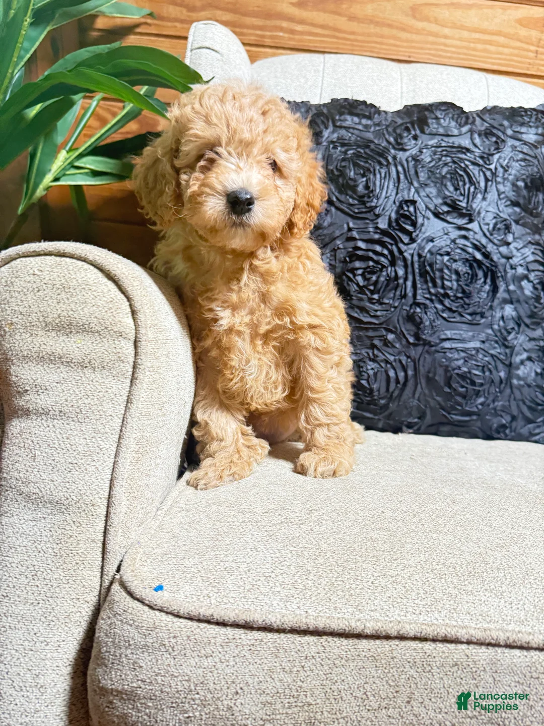 Cavapoo dogs for sale: Sadie  - Ad 1