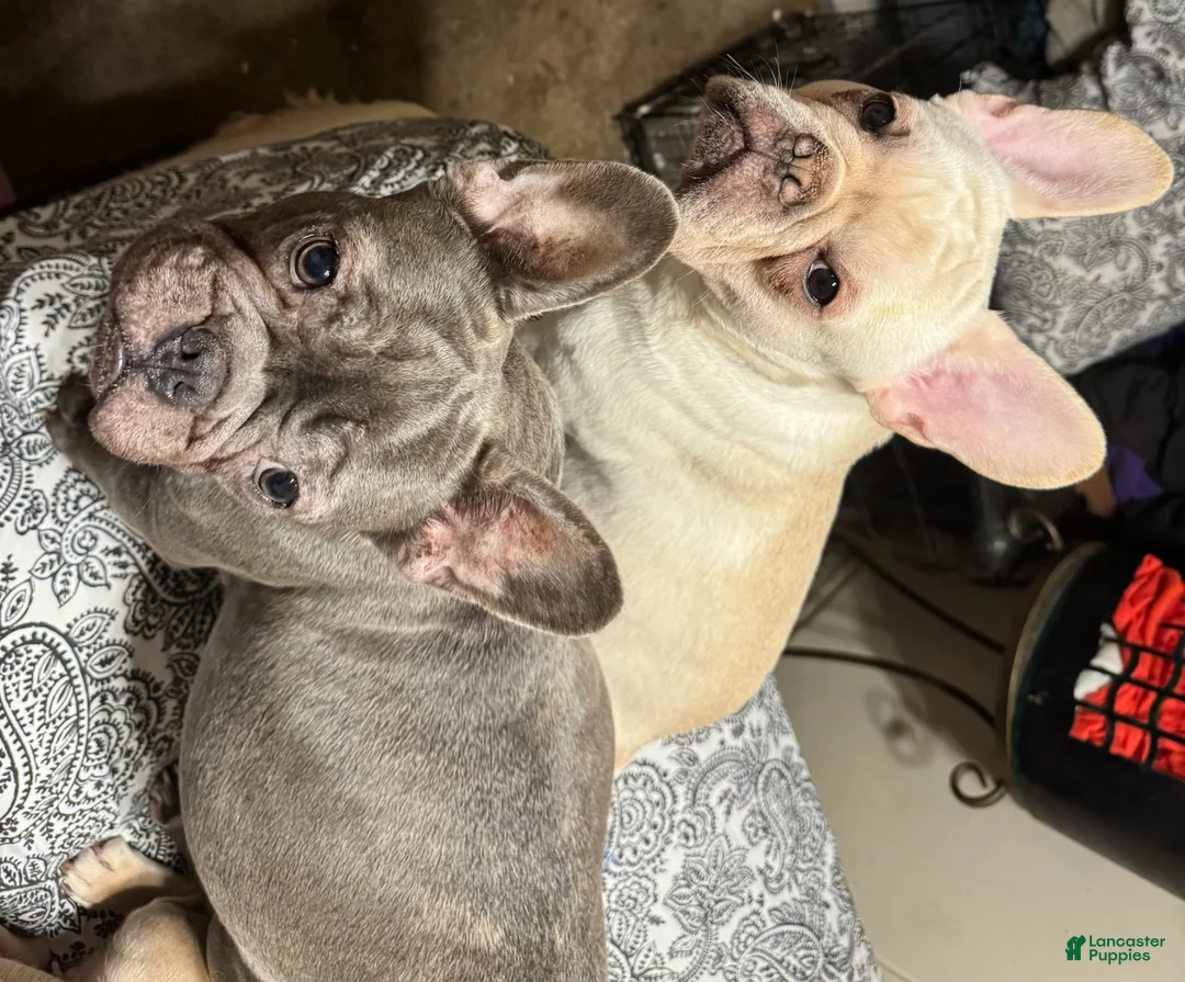 French Bulldog dogs for sale: Peach - Ad 6