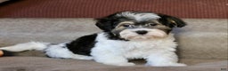 Shihpoo dogs for sale: Mia - Ad 19