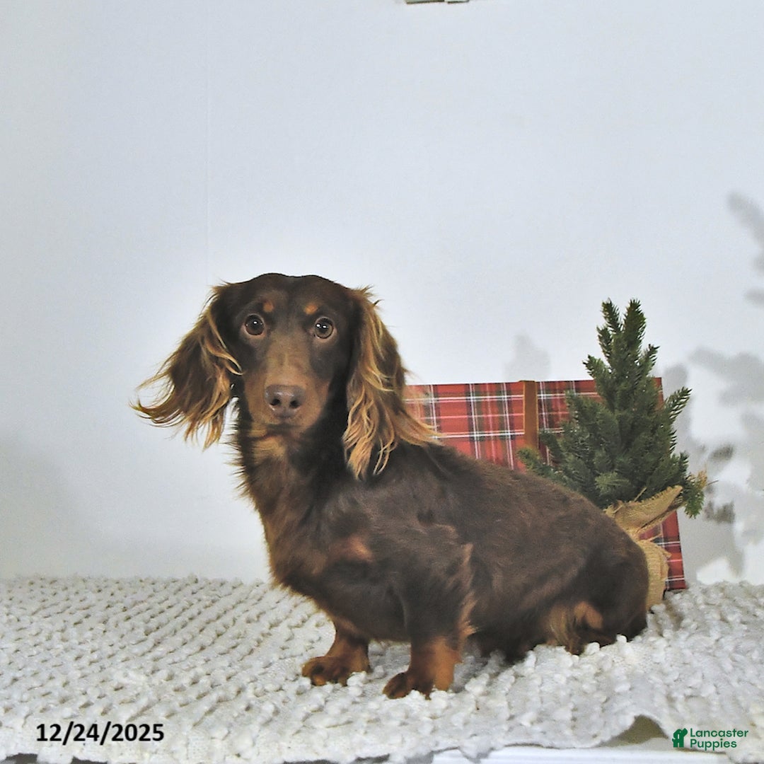 Miniature Dachshund dogs for sale: Randy - Ad 7