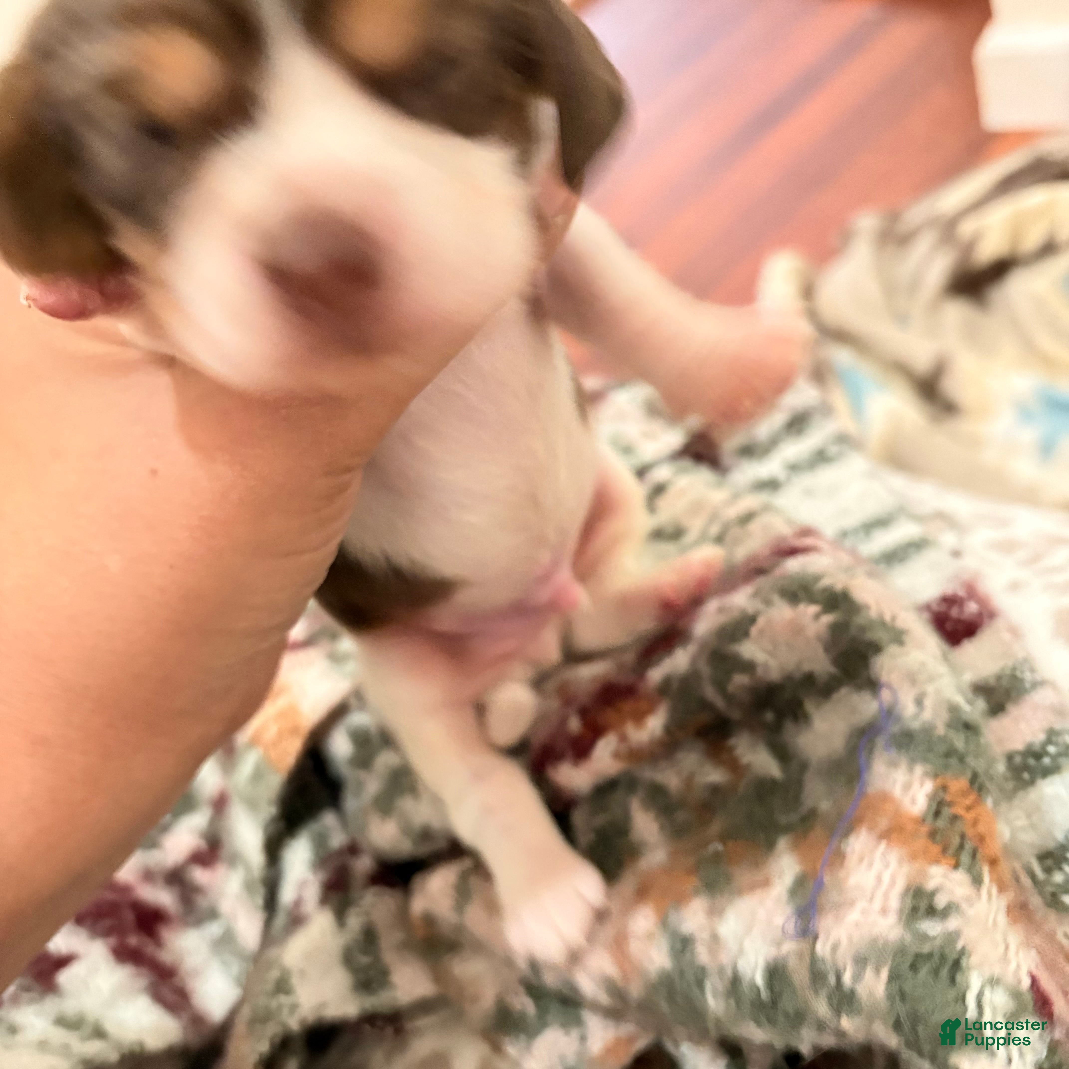 Cocker Spaniel dogs for sale: Cocker Spaniel Puppy 2 - Ad 3