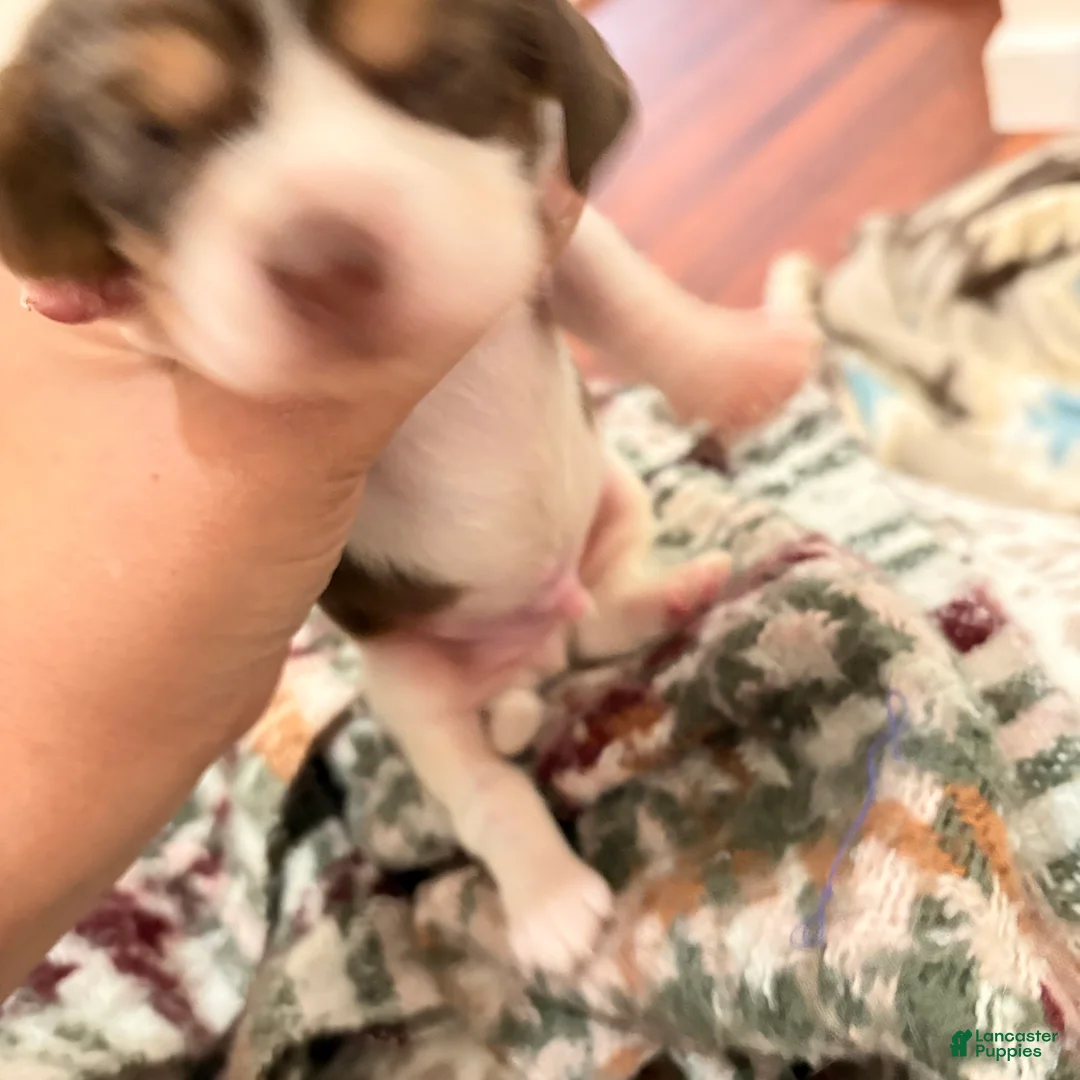 Cocker Spaniel dogs for sale: Cocker Spaniel Puppy 2 - Ad 1