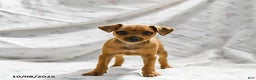 Miniature Pinscher dogs for sale: Nutella - Ad 5