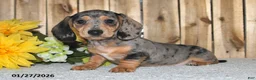 Miniature Dachshund dogs for sale: Wanda - Ad 3