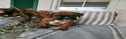 Boxer dogs for sale: Riley - Ad 3