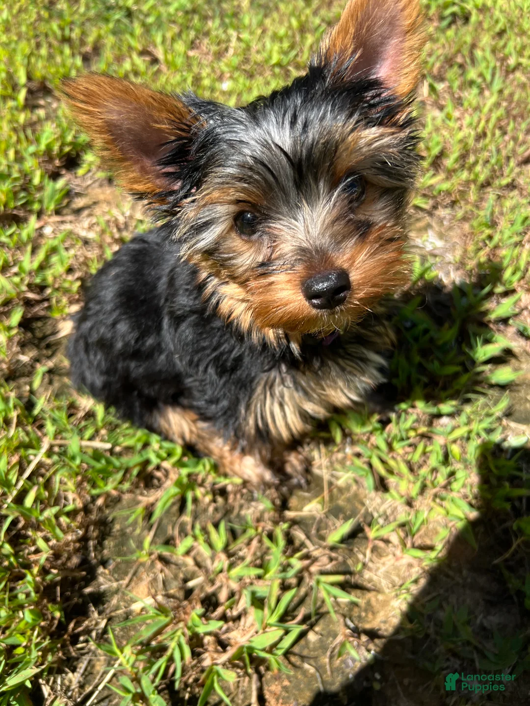 Yorkshire Terrier dogs for sale: Minnie  - Ad 2