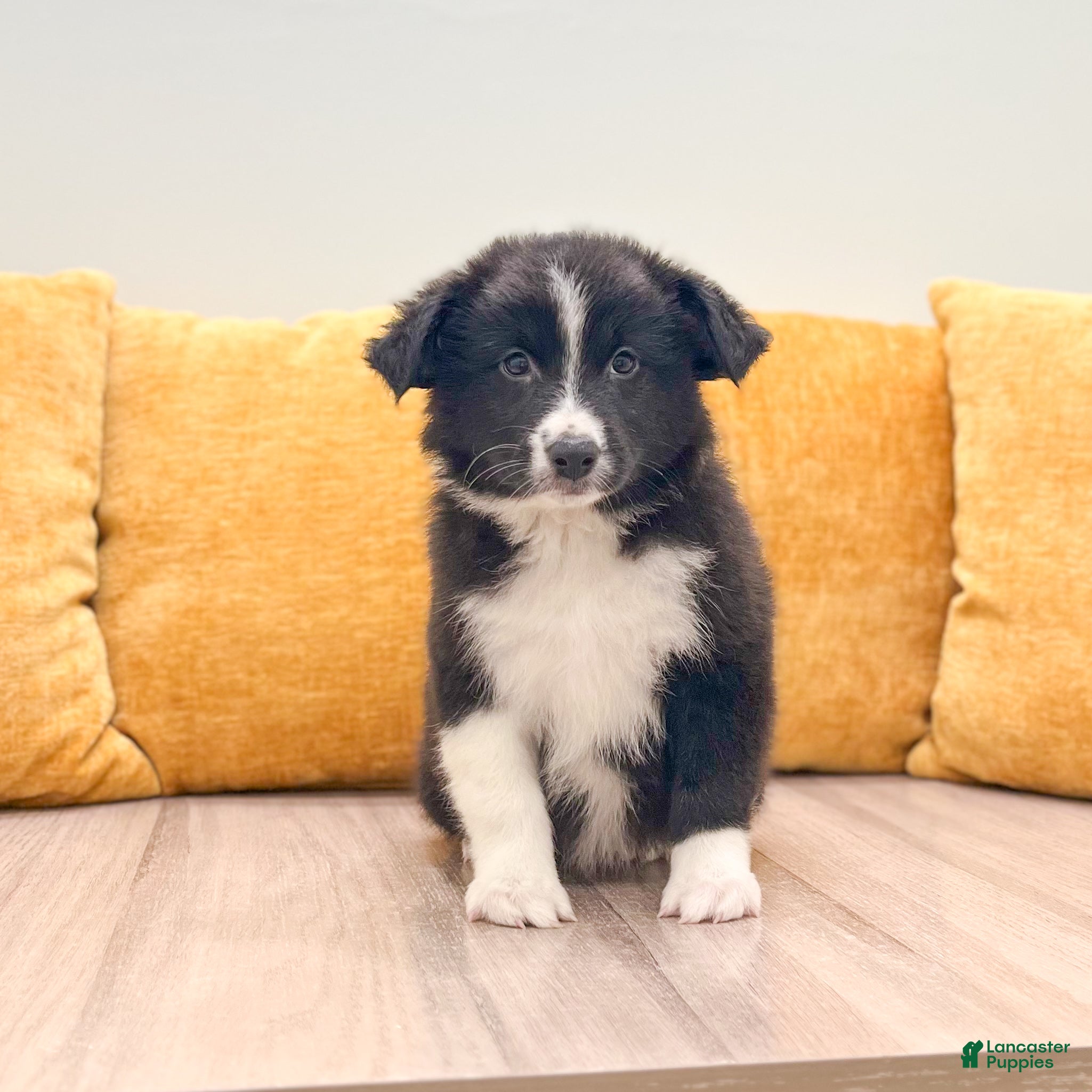 Australian Shepherd dogs Olivia - Ad 1