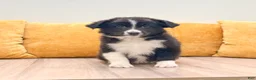Australian Shepherd dogs for sale: Olivia - Ad 1