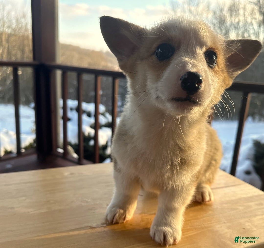 Welsh Corgi Pembroke dogs for sale: Maggie - Ad 10
