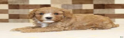 Double Doodle dogs for sale: JJ - Ad 2