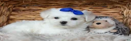 Maltese dogs for sale: OREO - Ad 19