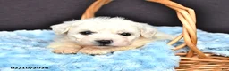 Bichon Frise dogs for sale: Lucas - Ad 1