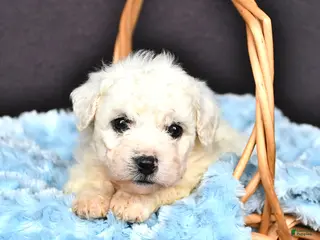 Bichon Frise dogs Lucas - Ad 9
